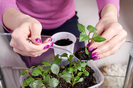 Girl transplanting plant seedlings into new pot at homeの写真素材