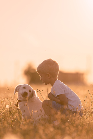 Young Child Boy Training Golden Retriever Puppy Dog in Meadow on Sunny Dayの写真素材