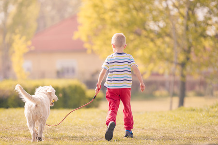 Child Training Labrador Dog Golden Retriever in Parkの写真素材