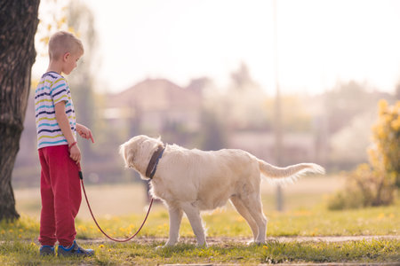Child Training Labrador Dog Golden Retriever in Park