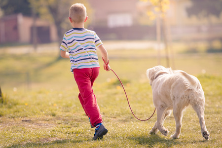Child Training Labrador Dog Golden Retriever in Parkの写真素材