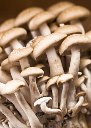 Close-up of Brown Beech Mushrooms - Buna Shimejiの写真素材