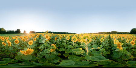 Sunflower field at sunset, panoramic view of sunflower fieldの写真素材