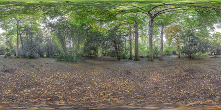 Panoramic view of a forest with trees and vegetation during daytime.の写真素材