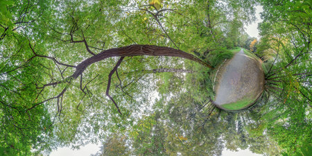 360 degree spherical panorama of green forest with big tree. Mathematical warp.の写真素材