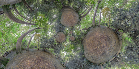 360 degree panorama of a cypress forest in the middle of the forestの写真素材