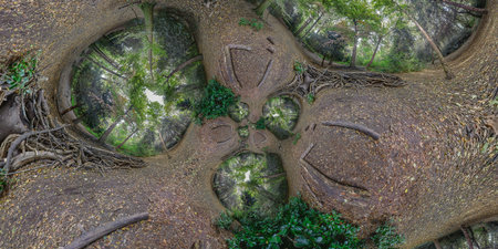 360-degree panorama of a tree in the forest. Panorama. Mathematical warp.の写真素材