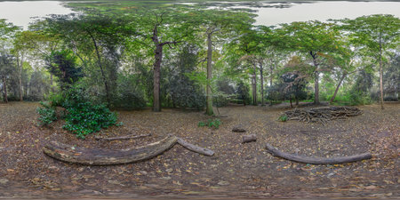 360-degree panorama of forest.の写真素材