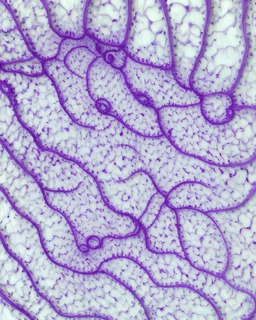 Fractal generated artwork for creative design, art and entertainment.の素材