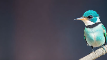 Turquoise-winged Kingfisher bird on a branchの素材