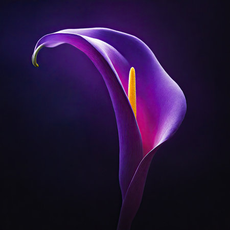 Beautiful purple calla lily flower on dark background, close upの素材