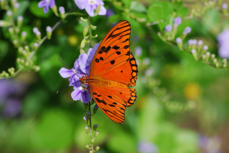 Butterflyの写真素材
