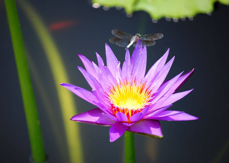 Dragonfly