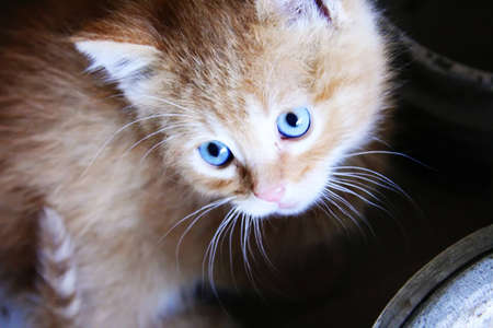 Kitten with blue eyesの写真素材