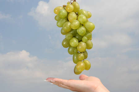 Bunch of grapes in the sky and the palm of a girlの写真素材