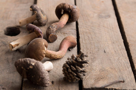 Mushroomsの写真素材