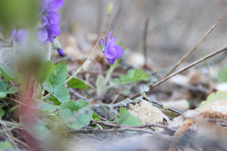 spring ground violets flowersの写真素材