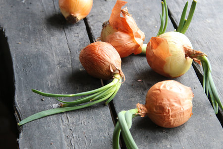Onions on an old vintage tableの写真素材