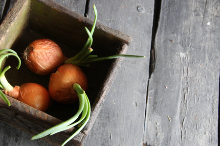 Onions on an old vintage tableの写真素材