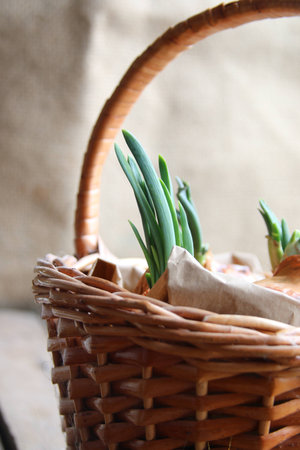 Onions in a basketの写真素材