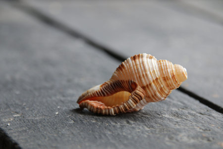 Summer vacation concept. The seashell lies on a vintage table.
