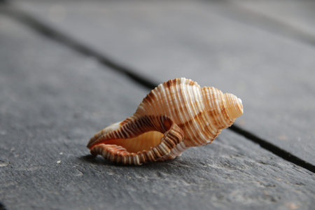 The seashell lies on a vintage table. Summer vacation concept.の写真素材