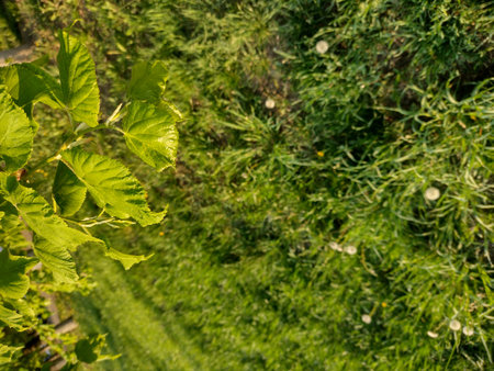 Leaves of a tree on a background of grass. Spring in the park.の写真素材