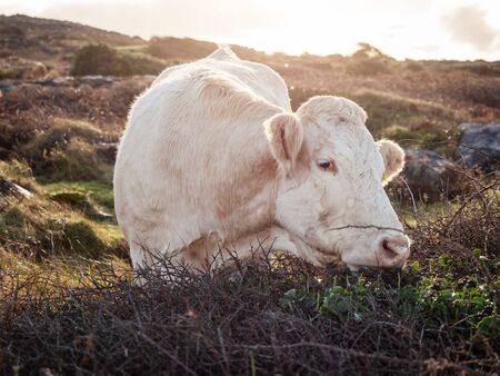 White cow in pasture, Back light, Warm colors.の写真素材