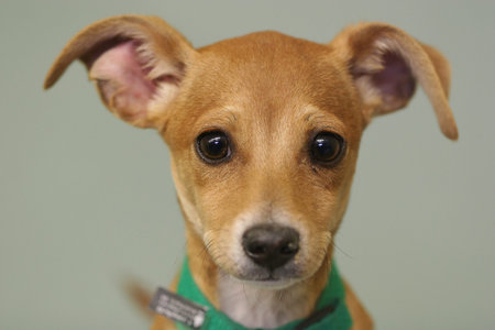 Puppy with sad facy looking directly at camera