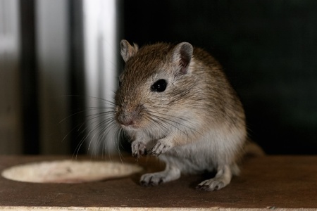 Close-up of gerbil looking at camera curiouslyの写真素材
