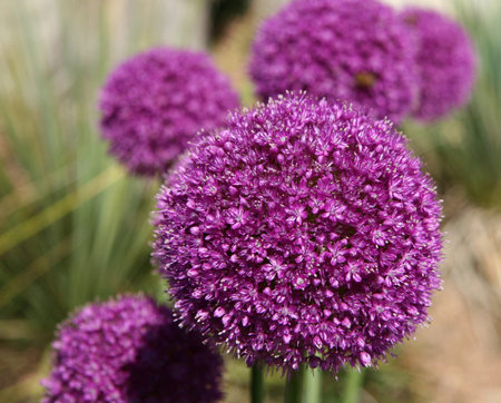Close-up of Allium Gladiator flowers in bloom during the summer