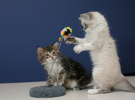 Young and playful kittens on tabletop with a blue wall for backgroundの写真素材