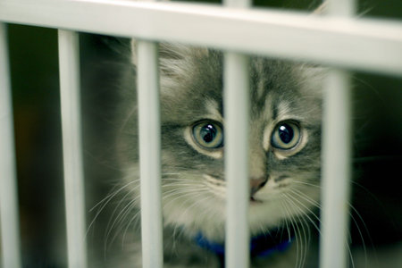 Young kitten in cage making eye contactの写真素材