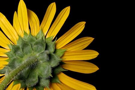 Close up of a wild sunflower - shot with black backgroundの写真素材