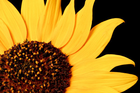 Close up of a wild sunflower - shot with black backgroundの写真素材