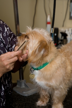 Dog on a grooming table getting a hair cutの写真素材