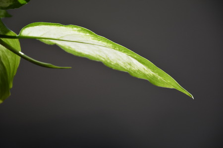 Sunlight through green leafの写真素材