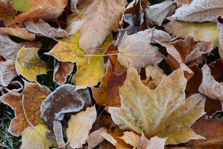 close up, leaves with frostの写真素材