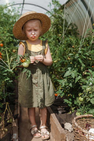 A little girl in a straw hat is picking tomatoes in a greenhouse. Harvest concept.の写真素材