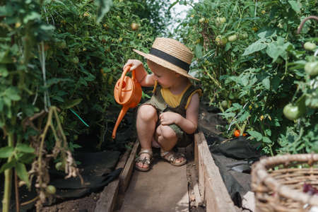 A little girl in a straw hat is picking tomatoes in a greenhouse. Harvest concept.の写真素材