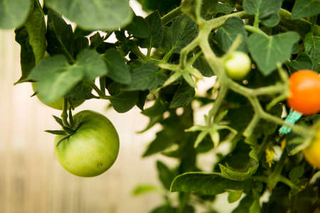 Tomatoes are hanging on a branch in the greenhouse.の写真素材
