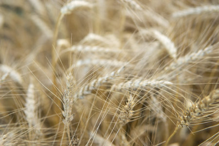 Ears of wheat growing in the field. The concept of harvesting.