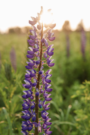 photos of lupine flowers in natureの写真素材