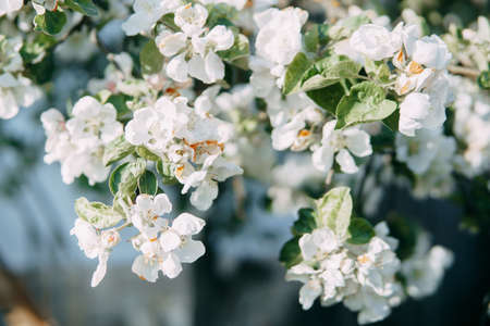 Blooming Apple tree branches with white flowers close-up.の写真素材