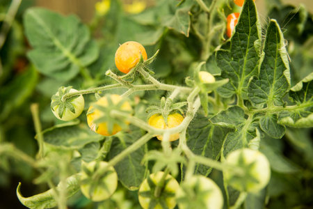 Tomatoes are hanging on a branch in the greenhouse.