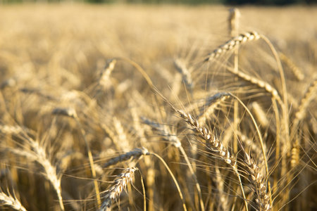 Ears of wheat growing in the field. The concept of harvesting.