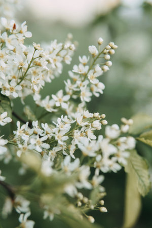 Blooming cherry branches with white flowers close-up, background of spring nature. Macro image of vegetation, close-up with depth of field.の写真素材