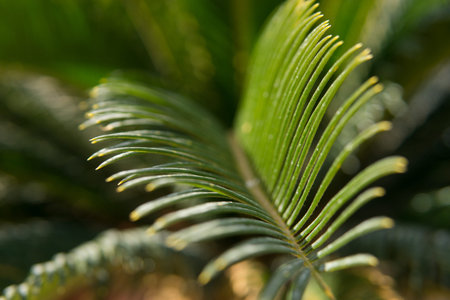 Green palm leaves, natural background.