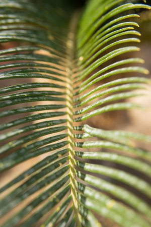 Green palm leaves, natural background.の写真素材