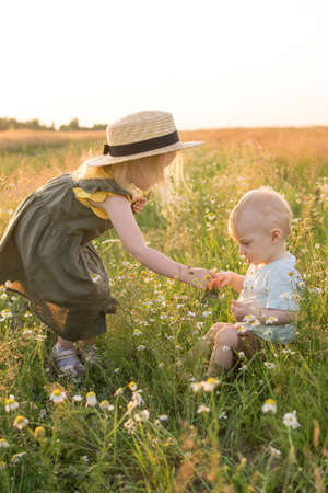 A little boy and a girl are picking flowers in a chamomile field. The concept of walking in nature, freedom and a healthy lifestyleの写真素材